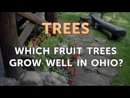 Canton road garden center carries semi drawf fruit trees; Which Fruit Trees Grow Well In Ohio Youtube