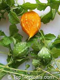 Image result for Momordica pterocarpa