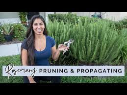 Image result for rosemary pruning