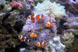 amphiprion ocellaris english name anemone demoiselle 公主小丑廣泛分佈於太平洋以及印度洋海域 但隨著棲息地點的不同則會有色澤上的差異 小丑魚與海葵會產生共棲