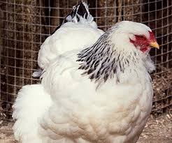 Speckled sussex rooster vs hen. Reasons To Choose Sussex Chickens Happy Chicken Coops
