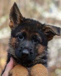 Akc puppies, east german puppies, solid black puppeis. Pin On German Shepherd Puppies
