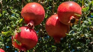 Buah delima mudah beradaptasi dengan banyak jenis tanah, meski tumbuh paling baik di tanah liat dengan drainase yang baik. Delima Si Buah Manis Kaya Khasiat Greeners Co