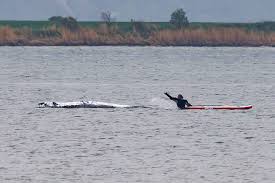 Trend Google: balena