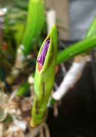 Maybe you would like to learn more about one of these? Cattleya Flower Growing Stages Kiyanti2008 S Weblog