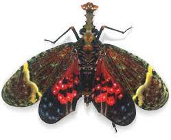 Among these were the spu. Insects Quiz Test Your Knowledge On Insects Dk Find Out