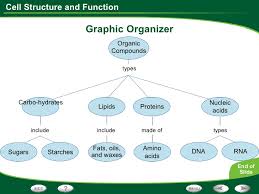 Cell Structure And Function