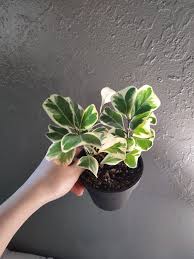 Image result for Ficus triangularis