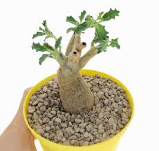 Image result for Pterodiscus angustifolius