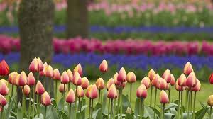 La fioritura dei tulipani in olanda: Olanda L Arcobaleno Dei Tulipani Al Keukenhof La Stampa