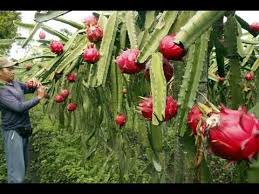 However, sea grapes and pear cactus are cactus & crystal dragon make a peridot dragon. Video Mostrando Uma Maneira Interessante De Plantio Dragon Fruit Pitaya Dragon Fruit Plant How To Grow Dragon Fruit