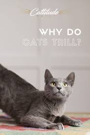 Why Do Cats Trill In 2020 Cats Cat Lovers Cat Behavior