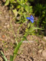 Image result for Tecophilaeaceae