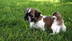 O ur puppies are not kennel raised, but are raised right in our home and treated like our own children. Shih Tzu Puppies For Sale Alum Creek Wv 128270