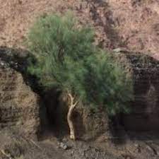 ‏‏٥٬١٥٩‏ تسجيل إعجاب · يتحدث ‏٤‏ عن هذا‏. Ø´Ø¬Ø±Ø© Ø§Ù„Ø¨Ø§Ù† Ø§Ù„Ø¹Ø±Ø¨ÙŠ Moringa765 Twitter