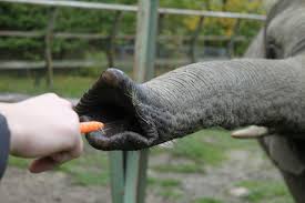 Play along with guitar, ukulele, or piano with interactive chords and diagrams. Belalai Gajah Pachyderm Kebun Foto Gratis Di Pixabay