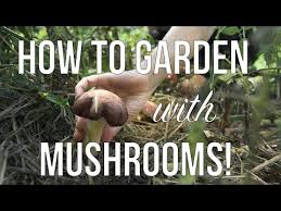 That's not completely surprising if you've been hanging out on instagram any length of time — growing. Gardening And Growing Mushrooms How To Grow Mushrooms In Your Annual Or Permaculture Garden Youtube