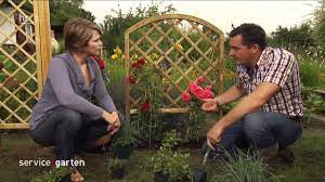 Telefax 0761 / 51 58 74 66. Gartenliebling Rosen Service Garten Hr Fernsehen Youtube