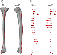 Sketchfab is particularly helpful for this project because it allows students to view the models on smartphones, tablets, and computers alike. Three Dimensional Geometry Of Human Tibial Anterior Curvature In Chronologically Distinct Population Samples Of Central Europeans 2900 Bc 21 St Century Ad Scientific Reports