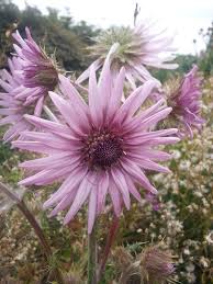Image result for Berkheya speciosa
