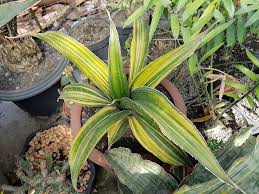 Image result for Sansevieria sinus-simiorum