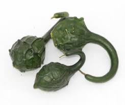 Image result for Lagenaria abyssinica