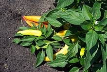 Vazhakkai pepper masala fry by revathy shanmugam. Banana Pepper Wikipedia