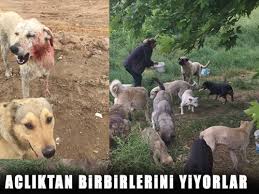 Velimese Coplugunde Kan Donduran Olay