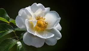 Image result for Rosa laevigata