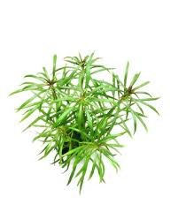 Image result for Pogostemon aquaticus