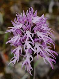 Though, the floral structure of orchid flowers does follow a similar pattern but still there are many examples of strange combinations of variations in the floral. The Strangest Flowers In The World That Look Like Something Else Earthly Mission