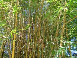 Learn about weed prevention tips to take control of your lawn. Fishpole Bamboo Invasive Exotic Plants Of North Carolina Inaturalist