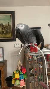 One of the best things about having an African Gray is that even when I  feel disparic, and even though disparic is not a word, my bird friend can  make me smile,