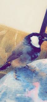 أحلى بلبل شفتهه واسمه جووقي من فدوه للجمال اللي الله خلاهه اله بلبل صديقتي ضحاوي Animals Bird