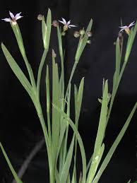 Image result for Sisyrinchium micranthum