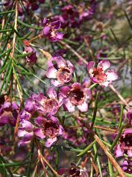 Chamelaucium Flower Zone Best Flower Wallpaper