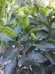 Image result for Psychotria capensis