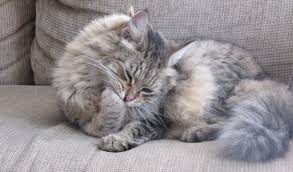 Hairballs in cats are not normal. Cats And Hairballs Southtowns Animal Hospital