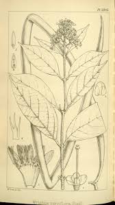 Image result for Pleioceras