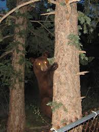 5 best villas and apartments in chipita park. Cascade Chipita Park Co Bear In Our Tree Photo Picture Image Colorado At City Data Com