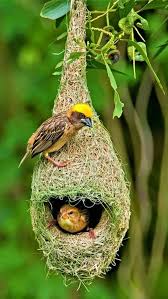 Pin By Huri On Vogel Pet Birds Pretty Birds Beautiful Birds