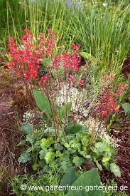 Das purpurglöckchen ist ein herrlicher blickfang im garten. Heuchera Purpurglockchen Gartnern Mit Stauden