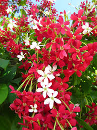 Image result for Combretum indicum