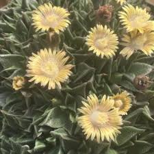 Image result for Nananthus aloides