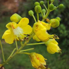 Image result for Caesalpinia sappan