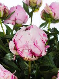 Check spelling or type a new query. Pfingstrosen Sarah Bernhardt Rosa Bestellen Blumigo