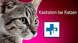 Die katze decken lassen, wenn sie rollig ist hallo, kann man pauschal sagen, am wievielten tag der rolligkeit die chancen am besten sind, damit die. Eine Rollige Katze Decken Lassen Kittenzuwachs Und Paarungsverhalten