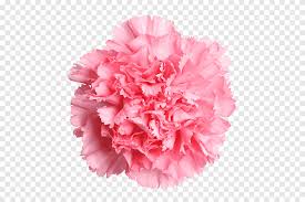 Convertio — أداة متقدمة على الإنترنت تحل أي مشاكل تحدث مع الملفات. Carnation Cut Flowers M S Day Rose Pink Carnation Carnation Cut Flowers Png Pngegg