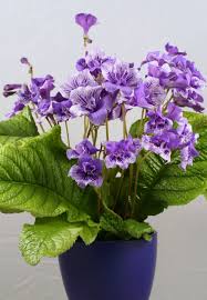 Image result for Streptocarpus