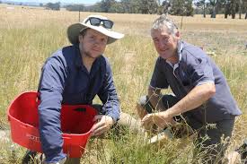 Image result for Lebeckia